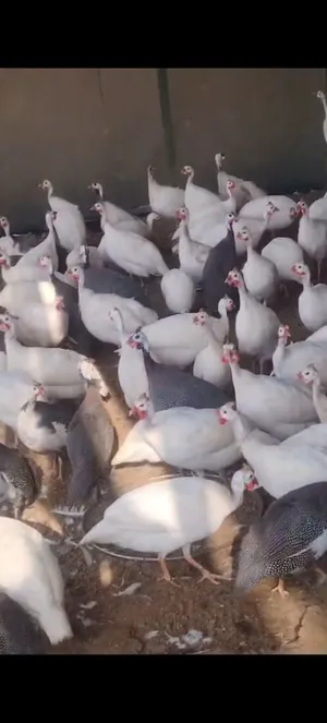 مزرعه جميع انواع الطيور