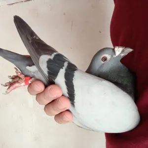 حمام زاجل اصيل