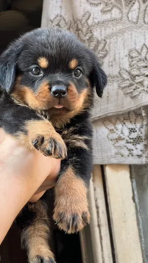 Rottweiler puppy vaccinations