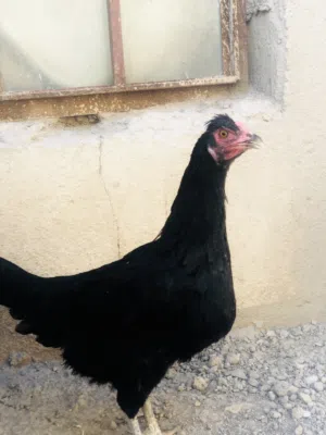 اقره الوصف