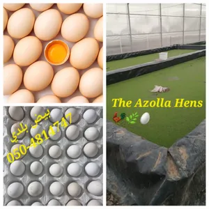 Desi Roosters and Desi Eggs  uaefreerange