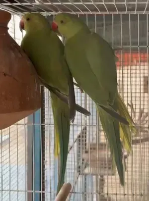 ببغاء ذكر وانثى