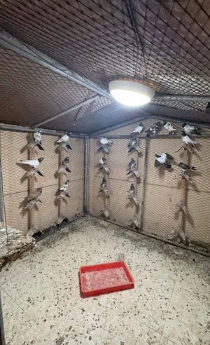 حمام باكستاني طيار  Pakistani higher fly pigeons