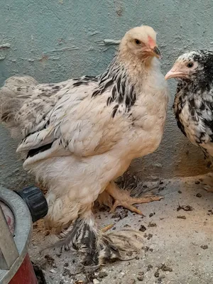متاح فراخ براهمه للبيع او. بدل