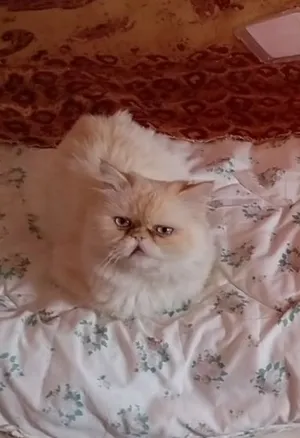 قط هيمالايا اورنج زورار للزواج أو البيع