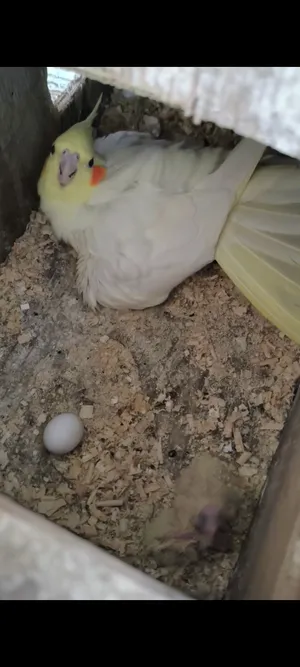 متاح اناث كوكتيل بزارات