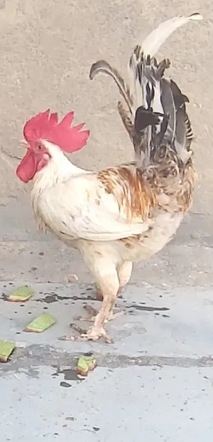 متاح دجاجة و ديك