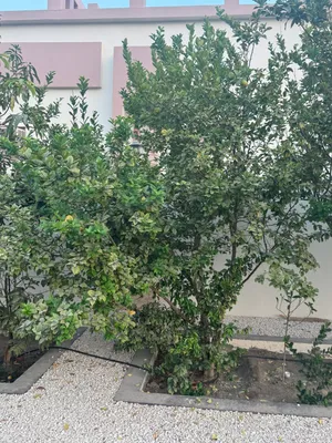 للبيع شجرة البالنج مثمرة كبيره في حدود ثلاث أمتار