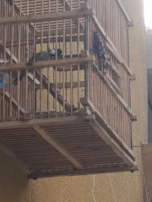 بلبل وحشي صوته حلو للبيع