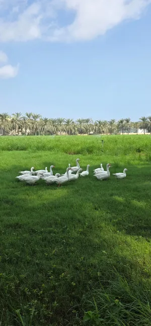 وز ابيض خالص منتج وحاضن ويفرخ بغيته للزينه ينفع بغيته لحم ينفع لذيذ ومشحم