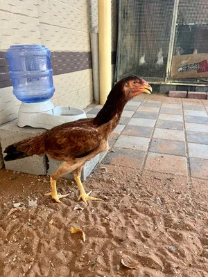 Pure Pakistani Aseel hen Ready to lay eggs