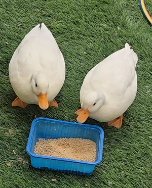 بط قزم للبيع
