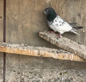 زوجين تور اصليات للبيع يطكن روس