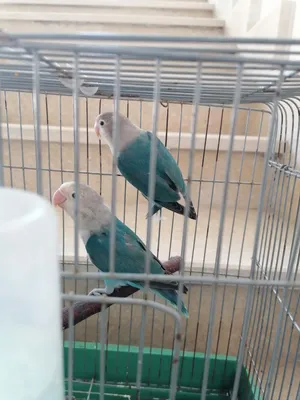 أناثي فيشر الله يبارك