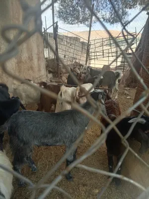 جديان وصخال لحم