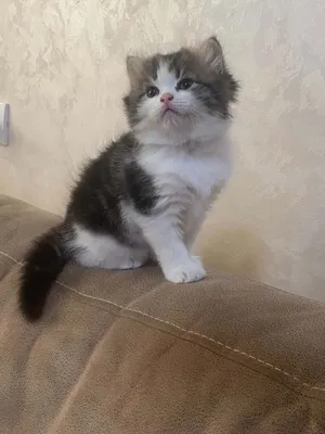 سكوتش ستريت عمر 40 يوم