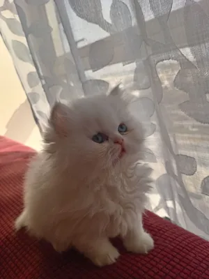 قطط شيرازي