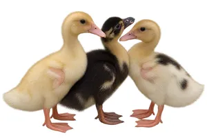 Ducks aged 1 month