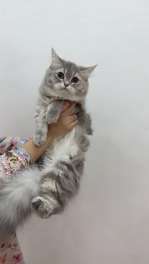 قطط شيرازي أمريكي و سكوتش