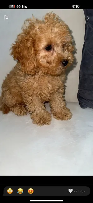 Toy poodle 3 months