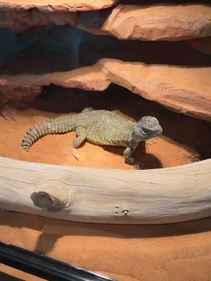 Uromastyx for Sale