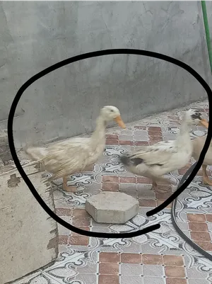 بشات ثنينهن ب 25