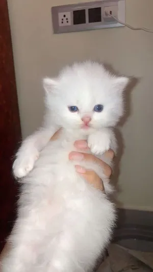 People Coat Persian Cat Baby with Blue Eyes