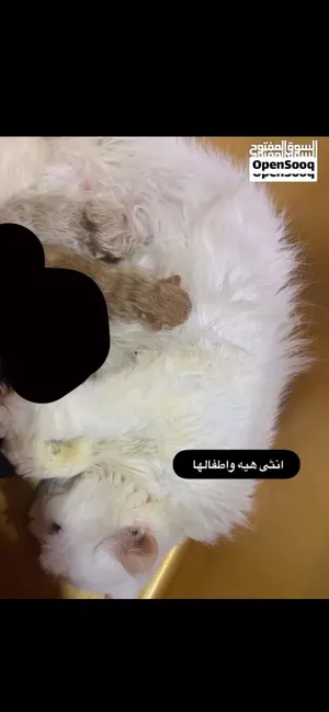 هملايا وشيرازي