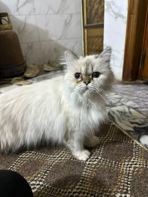 قطط للتبني