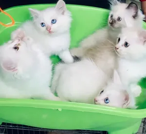 The 6 most beautiful cats