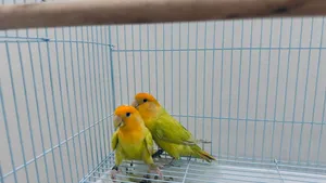 طيور حب - Love birds(400 AED)