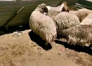 حرررق اسعار ذبأئح بلدي