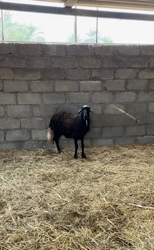 جعده سمينه فول