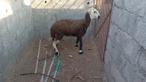 جاعده للبيع
