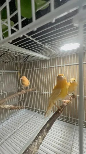 مخاليف كناري
