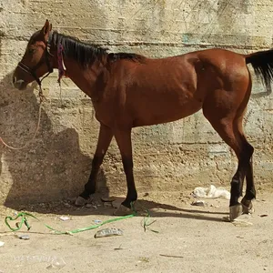 فرس عمرها أربع سنوات للبيع