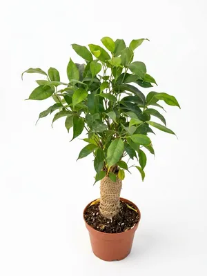 Ficus Ginseng Microcarpa Bonsai Plant in 30/40cm Size
