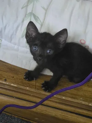 قط صغير ذكر للتنبي تم الإنقاذ من الشارع  معه لتر بوكس  Male kitten for adoption! Rescued from the st