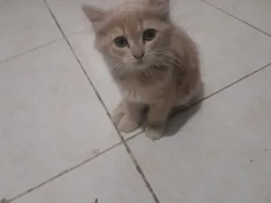 شيرازي  لطيف
