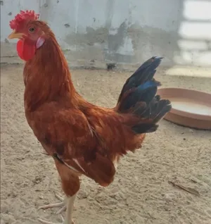 ديك بلدي للبيع