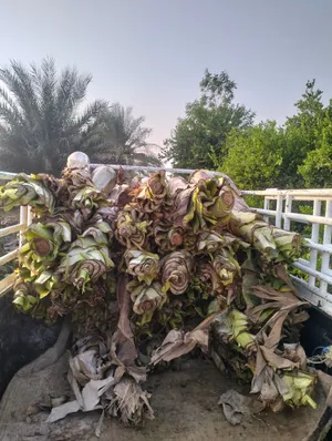 جذوع موز للغبار