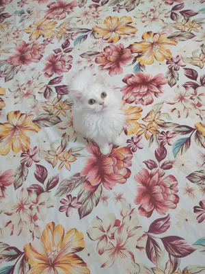 Pure Persian Kittens