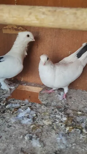 رافل مزاويج