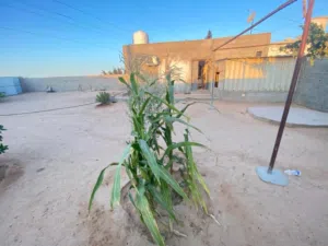 قطعة ارض 2000 م جنب المدرسة والجامع سعر كزيوني
