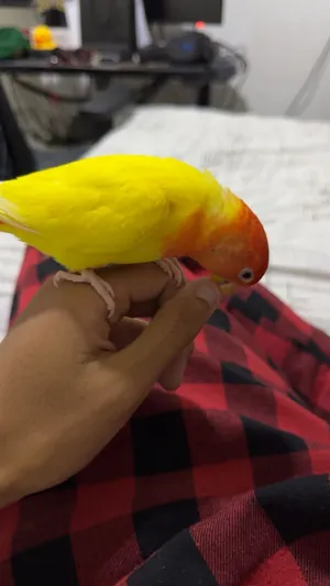 روز ربوه للبيع