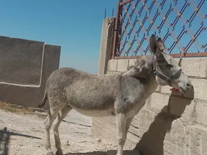 حماره حراثه نخب اول