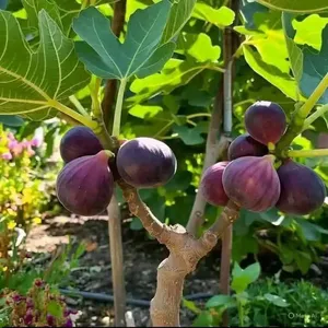 افضل واجود انواع الاشجار المثمرة وأشجار الزينه الخارجيه والداخليه وصيانة الحدائق