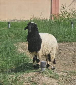 سبحان الله وبحمده