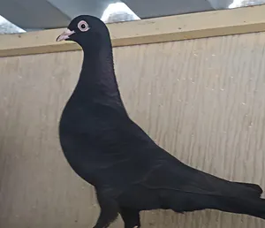 كويتي عرض خاص الزوج ب350.... Kuwaity pigeon