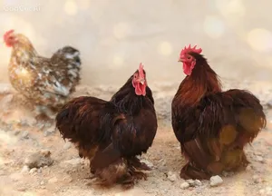 ديك استرالي